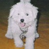 lizbeth